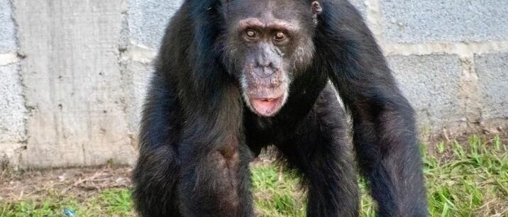 Chimpanzé resgatado do narcotráfico na Colômbia chega a santuário no Brasil