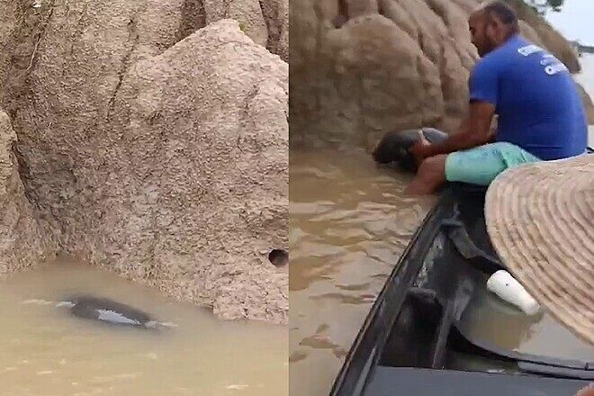 Moradores se aproximam de tronco boiando no rio e descobrem filhote fofo precisando de ajuda