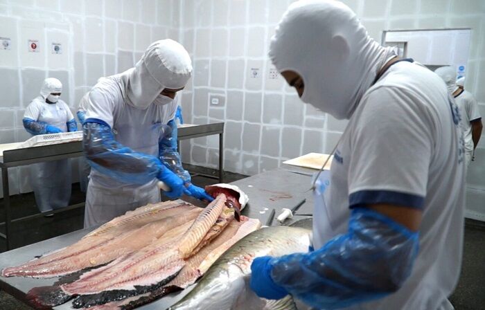 1º ESPECIALIZADO EM PESCADO - Com 40 funcionários, tornou-se o 7º frigorífico de Rondônia a integrar o Sisbi-POA