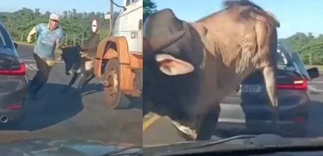 NÃO VIU? ENTÃO VEJA - Touro persegue homem e esmaga BMW com criança de 5 anos dentro; veja o vídeo