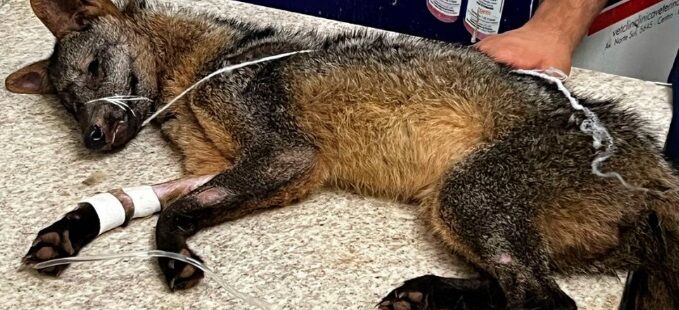 Animal selvagem ferido recebe atendimento em Rolim de Moura