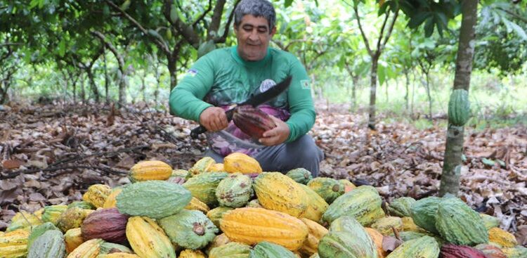 Produtores familiares e governo de RO celebram início da colheita do cacau em Buritis