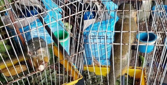 JÁ VOLTOU PRA CASA - Macaco é resgatado de cativeiro ilegal durante fiscalização ambiental no rio Mamoré, RO

 