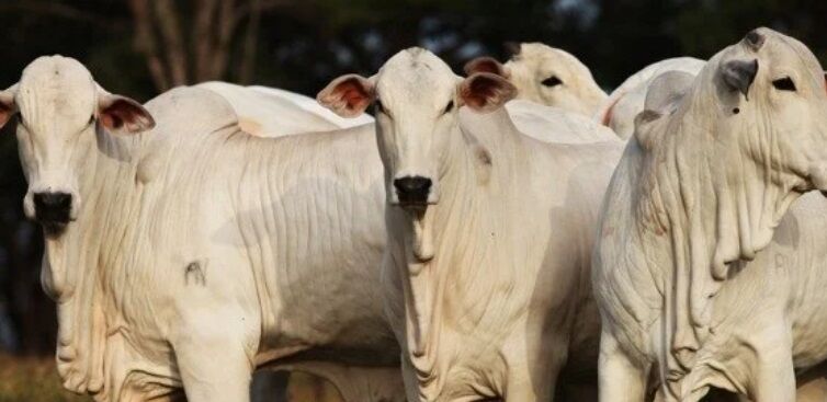 LONGE DO BOLSO DO POVO - Escoamento da carne pós-feriado determinará preço da arroba