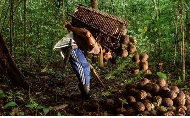 PROVOCANDO ENCRENCA COM VIZINHOS - Lei aprovada na ALEAM transforma Castanha-do-Pará em Castanha-da-Amazônia

 