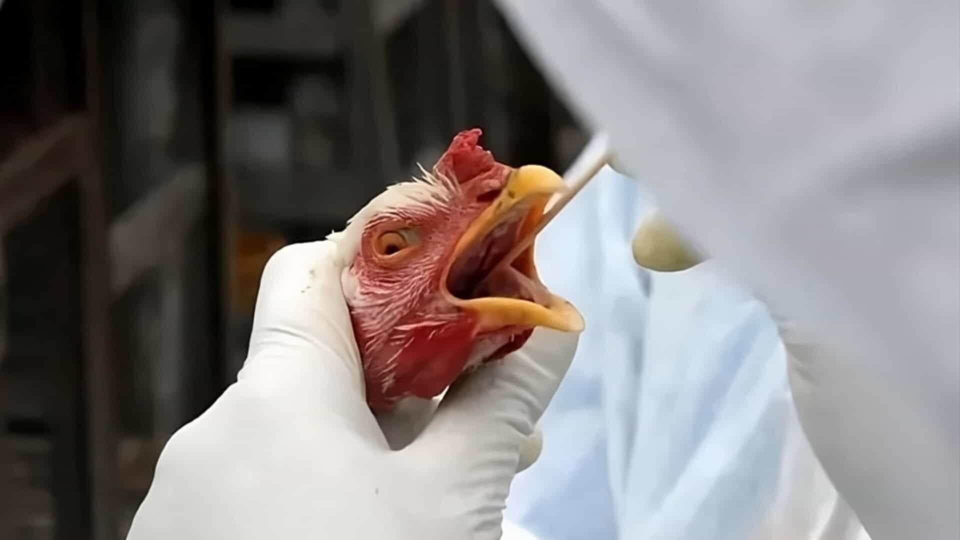 CHEGOU NO BRASIL - 1º caso de gripe aviária em granja comercial no Brasil é detectado
