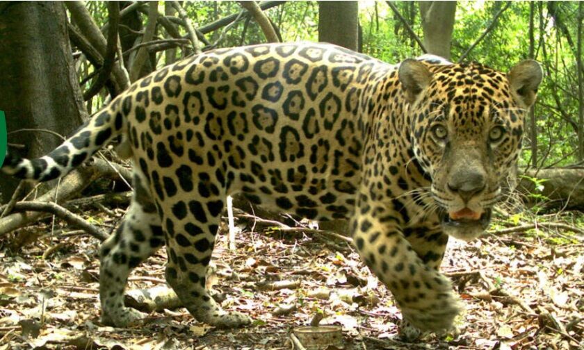 GUARDIÕES DA ONÇA - Conheça iniciativas que protegem um dos maiores felinos do mundo no Brasil