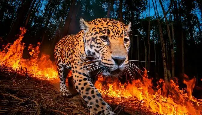 INCÊNDIOS E DEGRADAÇÃO - Degradação da Amazônia cresce 163% em dois anos e ameaça metas climáticas do Brasil 
