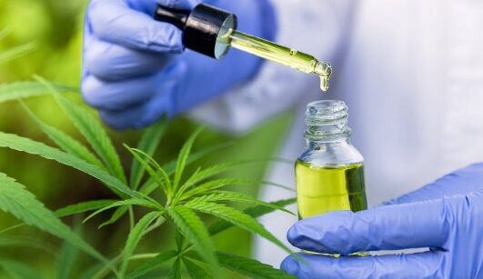 JUSTIÇA - Governo Lula propõe regras para uso medicinal da cannabis