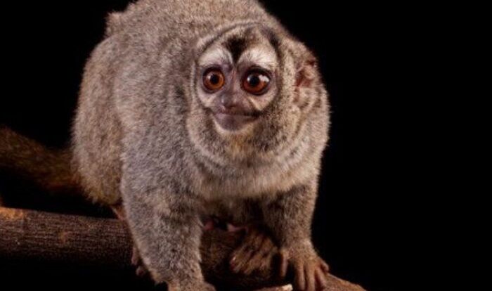 MACACO-CORUJA, TESOURO AMAZÔNICO - Você sabia que o único primata noturno é encontrado na Amazônia?