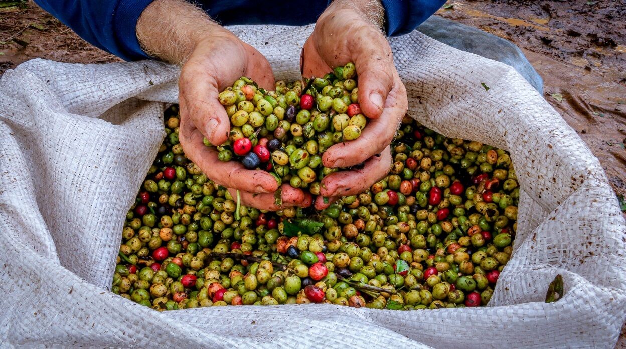 O AGRO EM BOAS MÃOS - Energia limpa e tecnologia impulsionam a produção rural em Cacoal