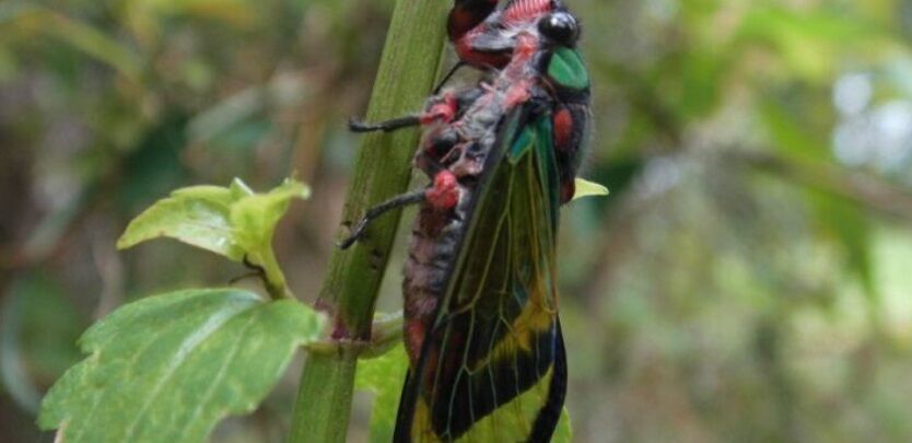 NATUREZA INTRIGANTE - Portal Amazônia responde: a cigarra canta até morrer ou explodir?
