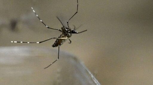 1 MILHÃO E 300 MIL INFECTADOS - Brasil ultrapassa 1.000 mortes por dengue em 2025; São Paulo concentra 69% dos óbitos 
