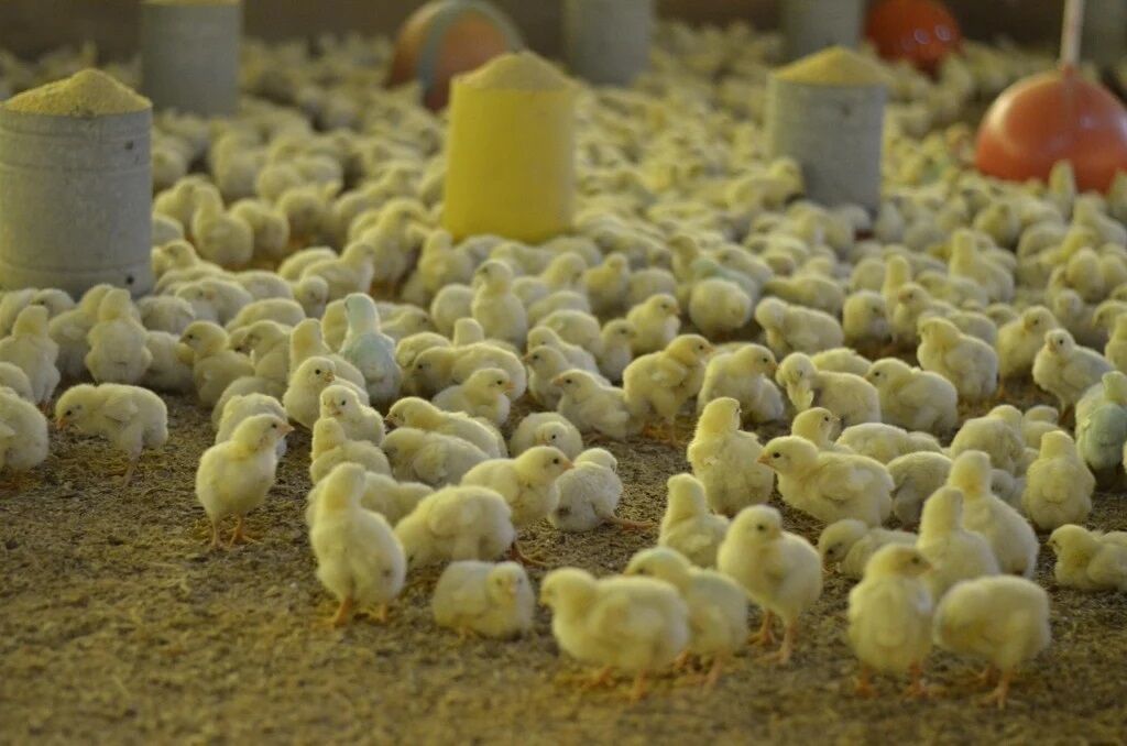 GRIPE AVIÁRIA - Brasil tem 18 investigações de suspeita da doença em andamento
