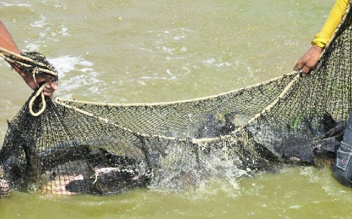 PEQUENOS PRODUTORES - Deputado Alan Queiroz solicita aquisição e distribuição de alevinos de peixes aos produtores rurais de Rondônia

 