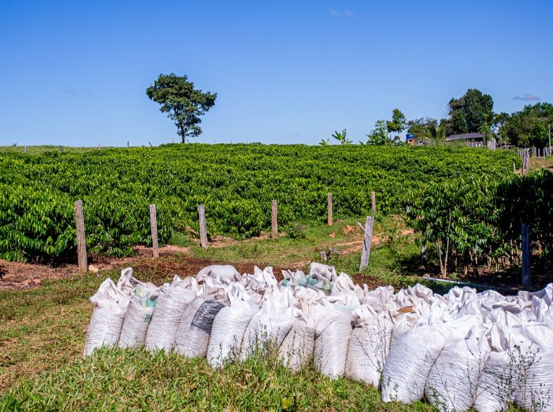 O Agro em boas mãos: produção de café dobra e realiza sonhos em Nova Brasilândia do Oeste