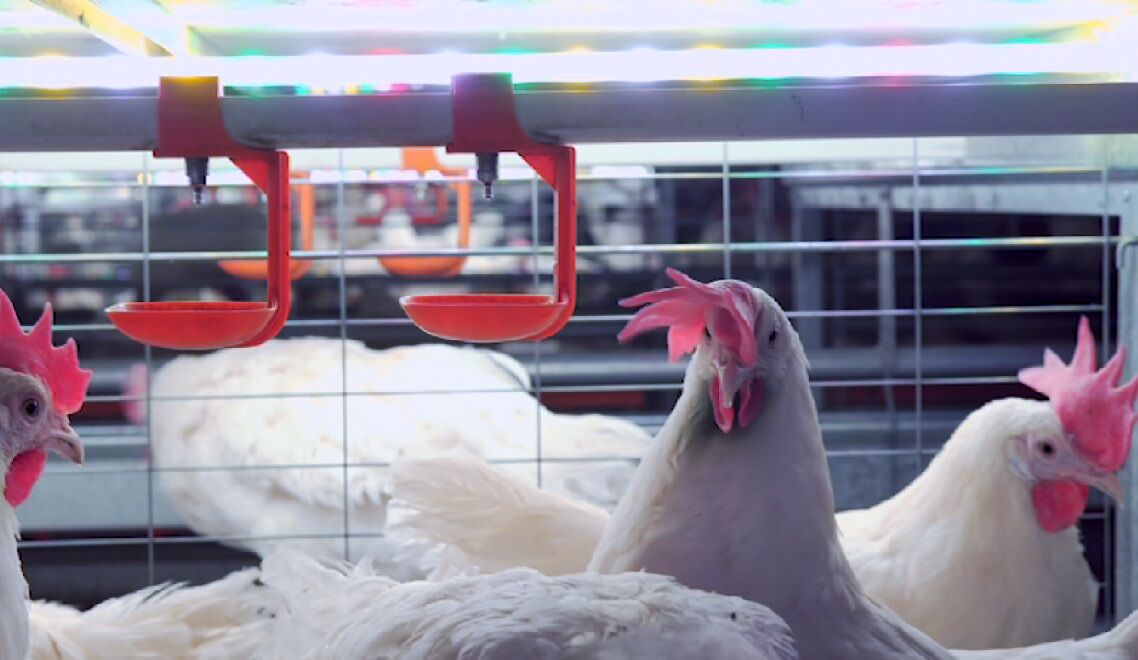 VEJA PAÍSES QUE CORTARAM O FRANGO - Gripe aviária: 21 países mantêm restrições à carne de aves do Brasil