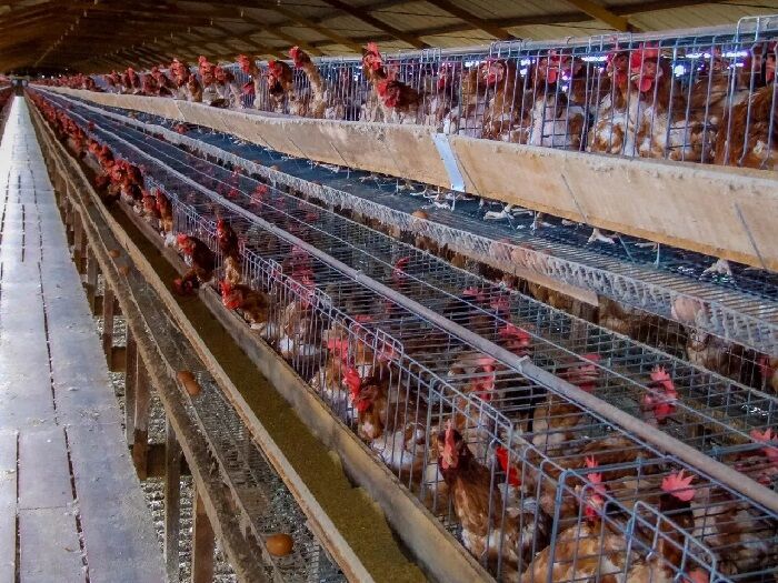 BARREIRA SANITÁRIA - Importância da biossegurança para prevenir influenza aviária em aves é reforçada pelo governo de RO