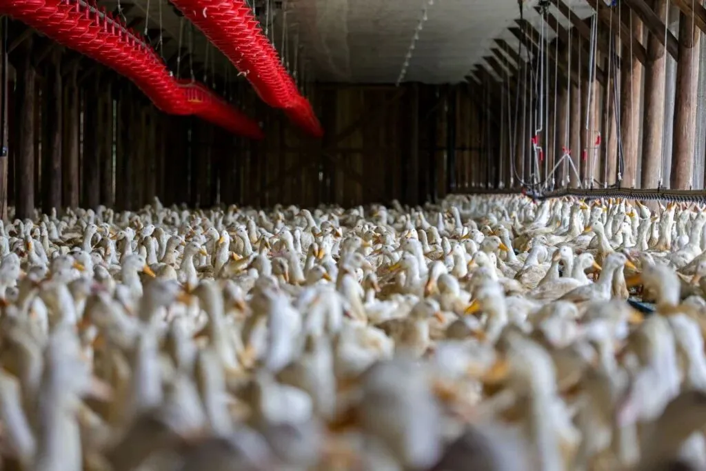 RESTRIÇÕES - México reduz ao RS restrições à carne de frango brasileira