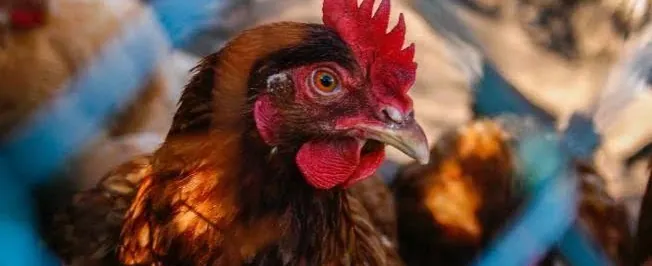 FRANGO SAUDÁVEL - Brasil se declara livre de gripe aviária e mira retomada das exportações de frango 
