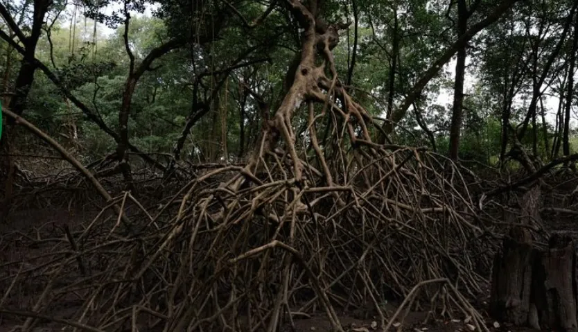FANTÁSTICAS VIDAS NO MANGUEZAL - Parceria entre pesquisadores e comunidades protege mangues na Amazônia 