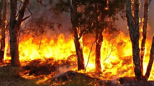 INCENDIÁRIOS DO BRASIL - Brasil tem recorde de queimadas em 2024 sob governo Lula

