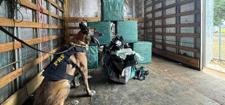 COCAÍNA NO BAÚ - PRF intercepta caminhão com fundo falso com carga quase 270 kg de droga na BR-364