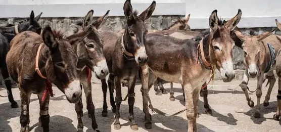 SÍMBOLO NORDESTINO DE RESISTÊNCIA - Jumento brasileiro pode entrar em extinção até 2030 com abate para exportação para China, alerta pesquisador

