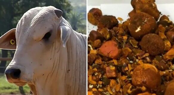 RARO E CARO - Pedra de boi avaliada em R$ 1 milhão é furtada de frigorífico em Ji-Paraná (RO) 
