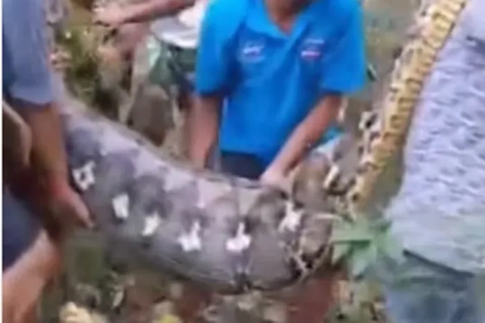 ASSUSTADOR - Homem é engolido inteiro por cobra píton de 8 metros