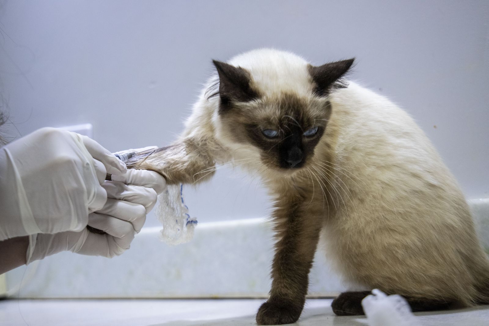Porto Velho terá primeira clínica de bem-estar animal com atendimento veterinário gratuito