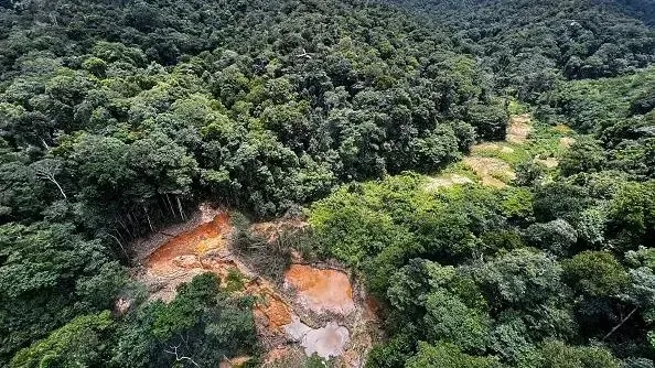 REGIÃO MAIS BIODIVERSA DO MUNDO - Como a degradação da Amazônia aumenta o risco de novas pandemias