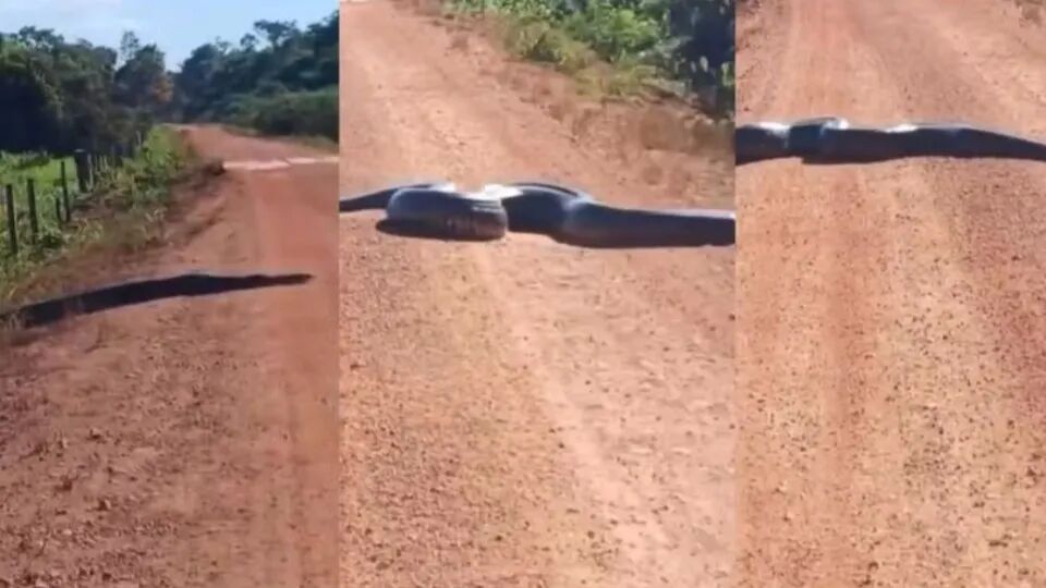 VEJA O VÍDEO - Sucuri Gigante é flagrada atravessando estrada em Rondônia