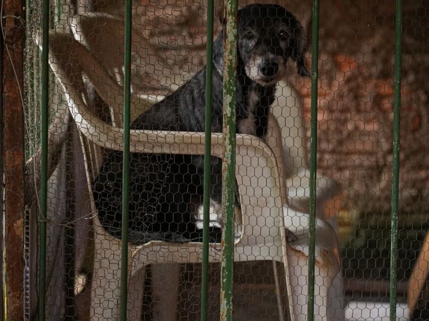 Fiscalização Ambiental zera estoque de denúncias por maus-tratos a animais em Porto Velho