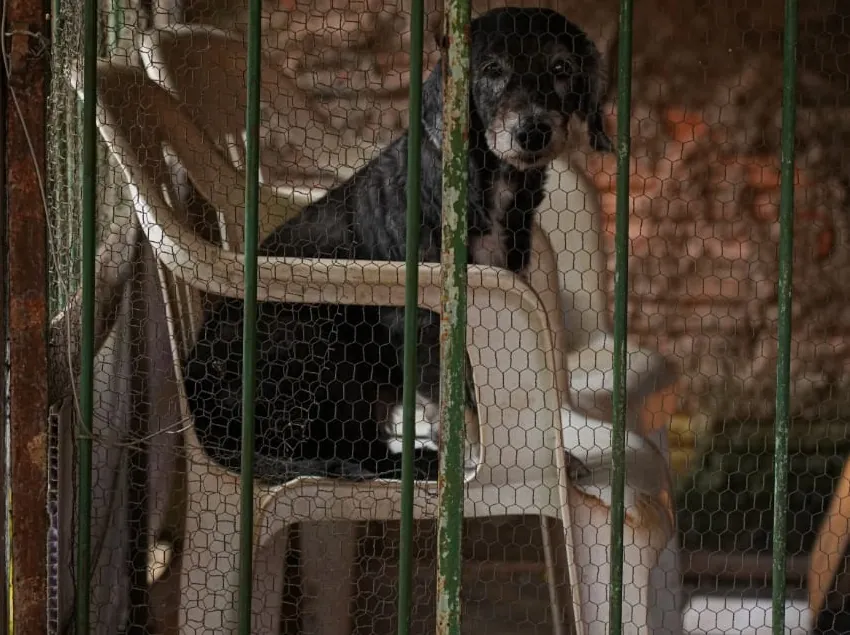 AINDA TEM OS 'SEM TETO' - Fiscalização Ambiental zera estoque de denúncias por maus-tratos a animais em Porto Velho

