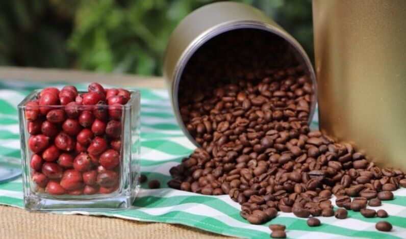 VIVENDO E APRENDENDO - Você sabia que a história do café no Brasil começou na Amazônia?