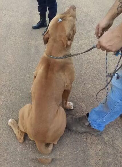 SOBREVIVEU - Pitbull é resgatado com sinais de maus-tratos após levar tiro na cabeça em Vilhena (RO)