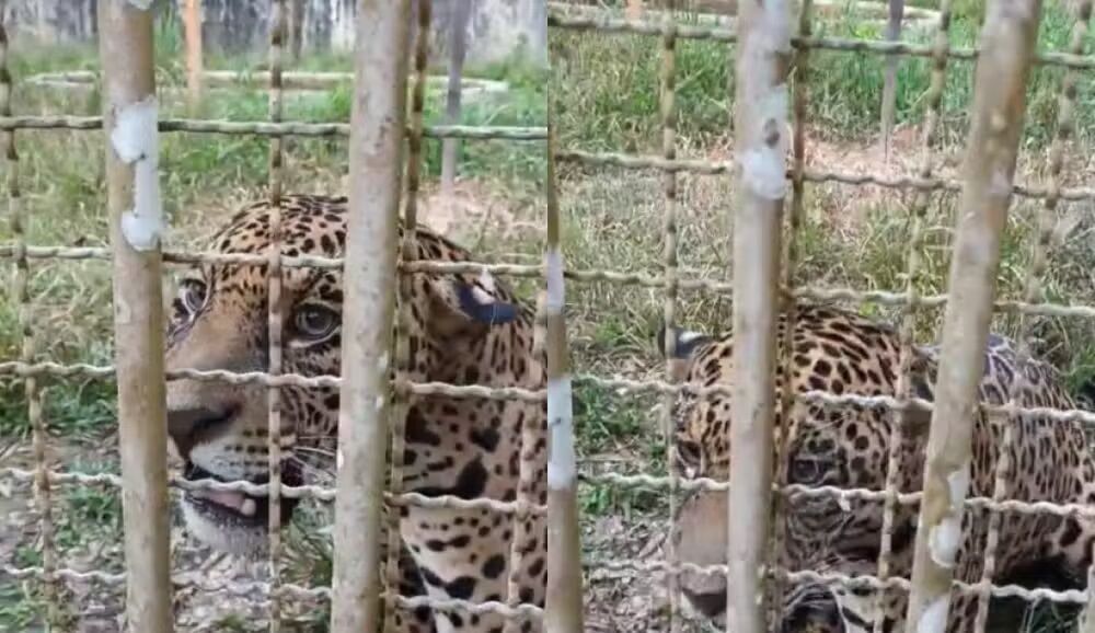 APAVOROU CIDADE - Onça-pintada é capturada na área urbana de Ji-Paraná, após vários dias de buscas