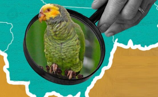 A CARA DA AMAZÔNIA - 5 animais que são a cara do Mato Grosso