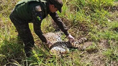Onça-pintada é encontrada morta na BR-435 entre Vilhena e Colorado do Oeste