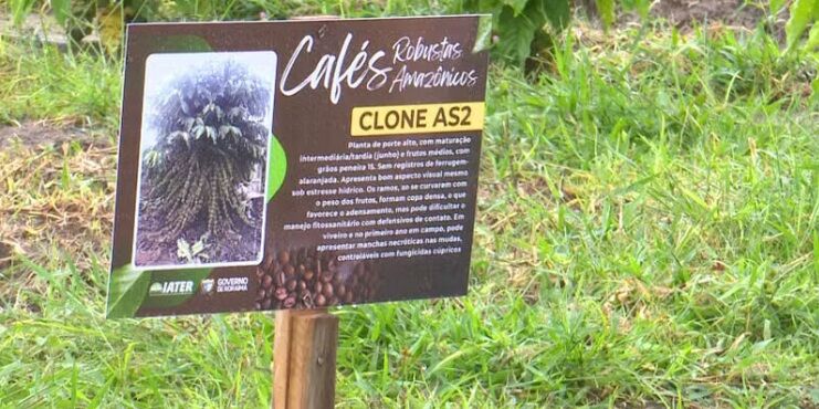 NOVO POLO CAFEEIRO - Campo experimental testa variedades do café robusta amazônica em Roraima

