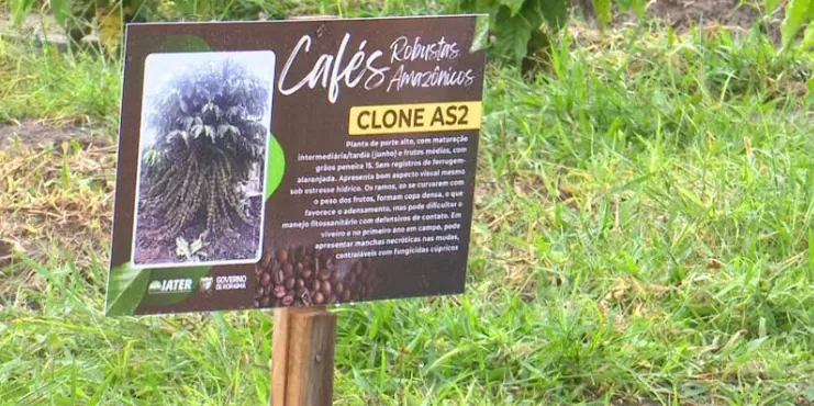 NOVO POLO CAFEEIRO - Campo experimental testa variedades do café robusta amazônica em Roraima


