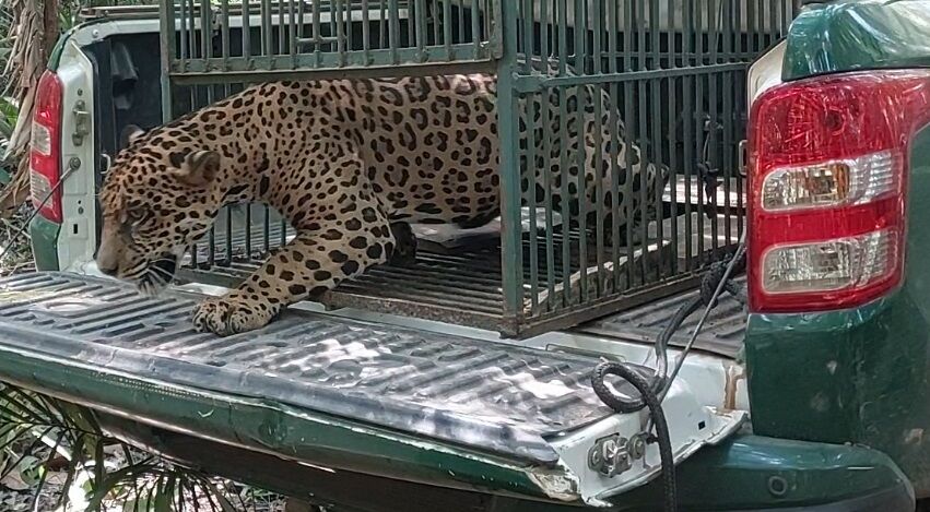 DE VOLTA PRA CASA -BPA E IBAMA DEVOLVEM ONÇA-PINTADA À NATUREZA EM UNIDADE DE CONSERVAÇÃO