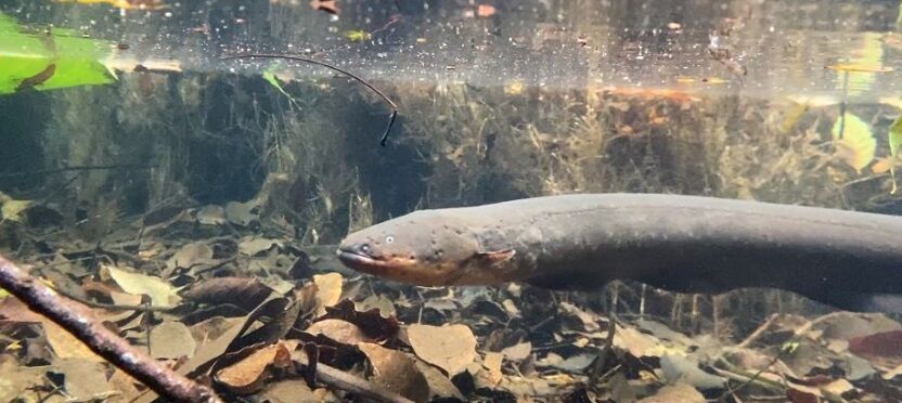 NÃO SE ILUDA COM A CARA - Você sabia que alguns peixes “se disfarçam” de cobras?