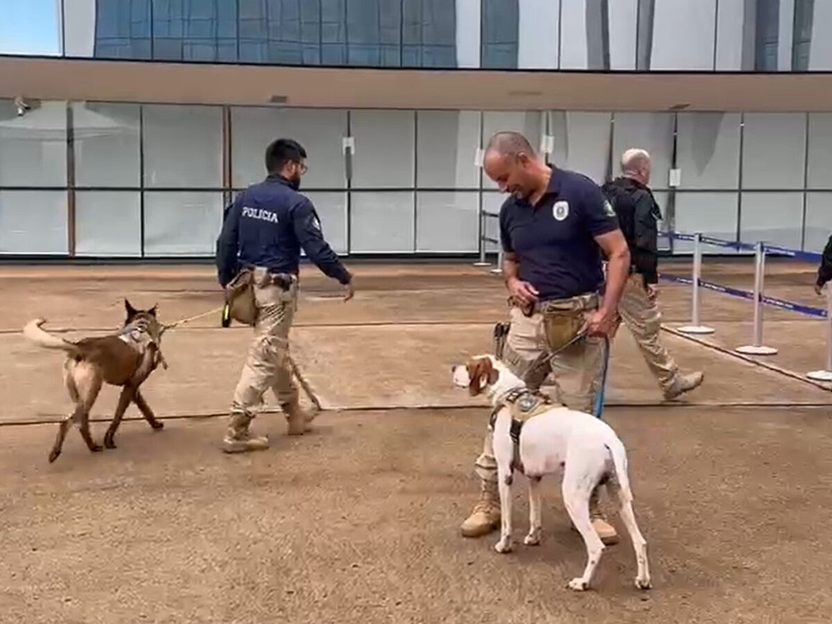 STF COM MEDO DO POVO - Polícia Judiciária faz varredura com cães na entrada do STF no dia do início do julgamento da suposta “trama golpista”