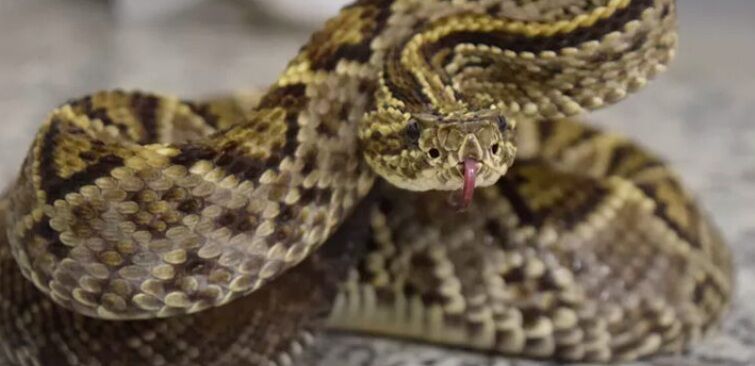Mito ou verdade sobre cobras: o “chocalho” da cascavel revela a idade dela?