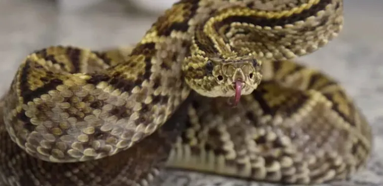 Mito ou verdade sobre cobras: o “chocalho” da cascavel revela a idade dela?
