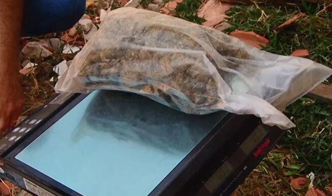 DROGAS COM AS GALINHAS - Polícia Civil apreende maconha em galinheiro durante operação em Ji-Paraná 
