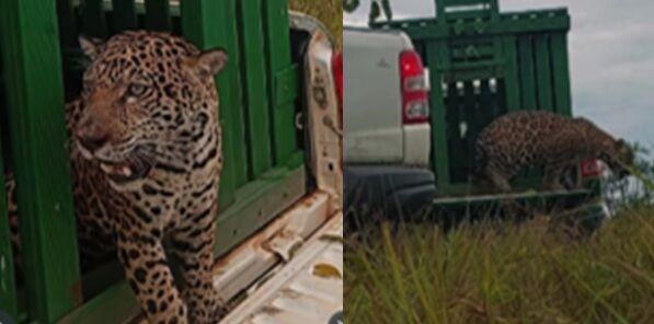 Onça-pintada resgatada em Extrema de Rondônia é solta em área de preservação ambiental