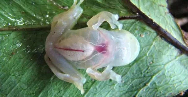 CRIATURAS DO SENHOR - A perereca-de-vidro: a pequena maravilha transparente da Amazônia
